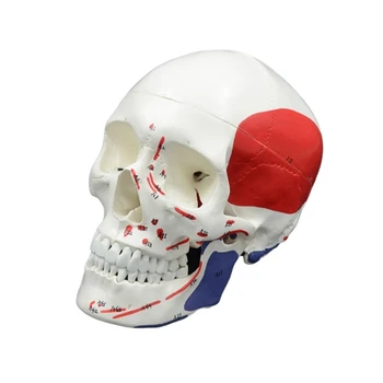 F3MA Анатомическая модел на череп в естествена големина, модел на скелета на човешка глава, модел на главата с цифров код