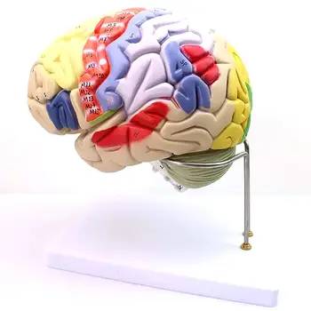 Модел на отделяне на кората на главния мозък на човека в пълен размер от 4 части Медицинска школа